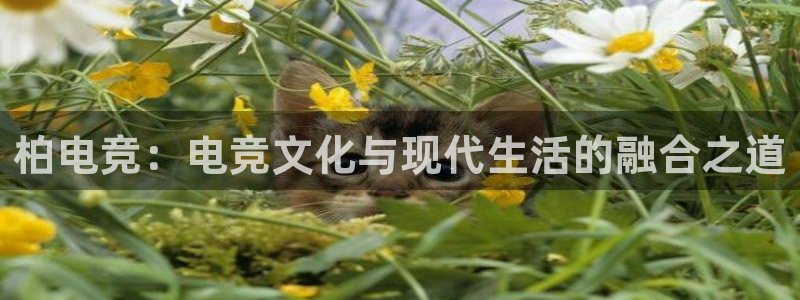 ky电竞